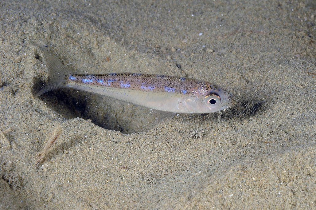 juvenile Pagellus sp.